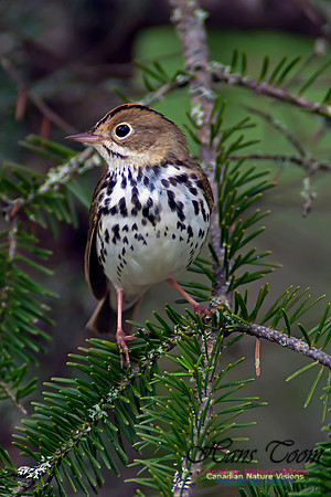 Ovenbird