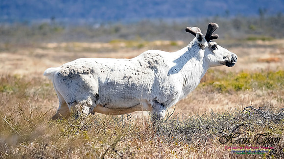 Caribou 100