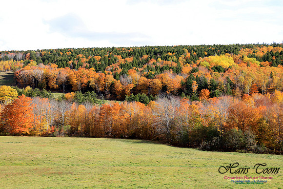 Maple Forest Fall Colours 2016
