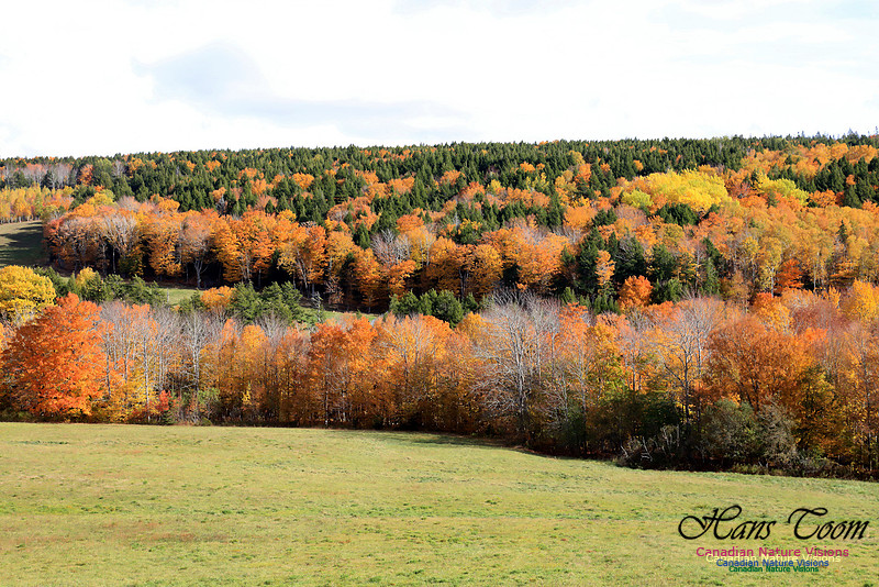 Maple Forest Fall Colours 2016