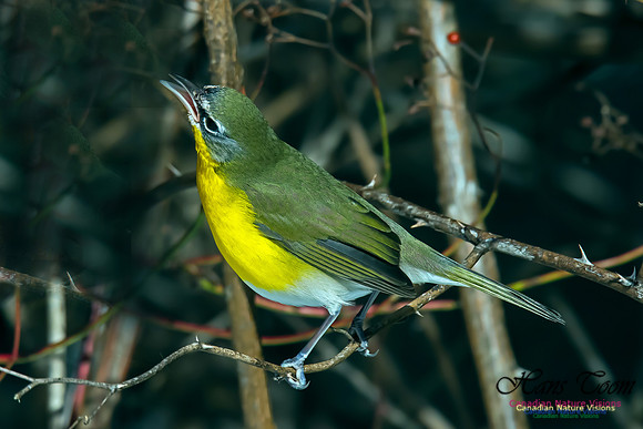 Yellow-breasted Chat