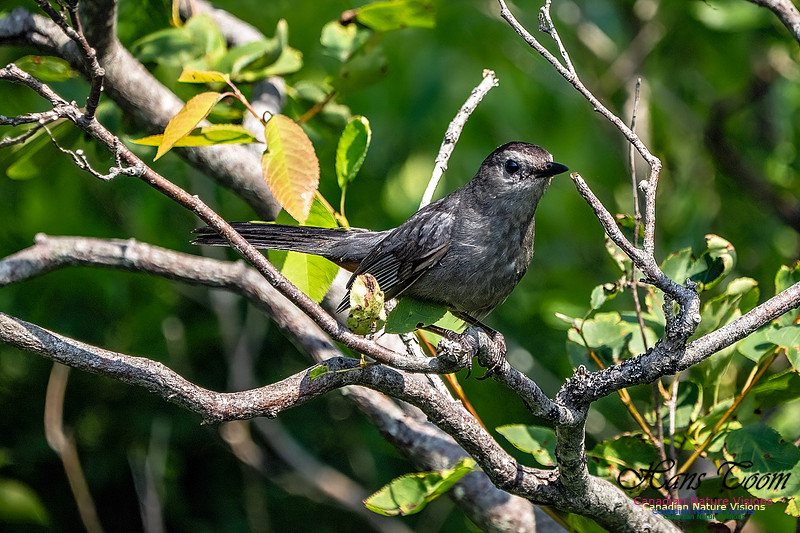 Grey Catbird 107