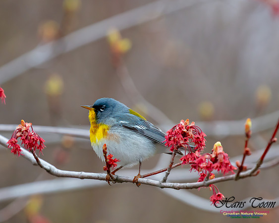 Northern Parula 3