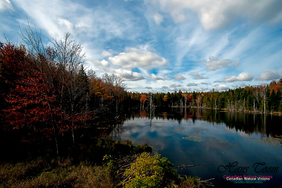 FallColours2011-6