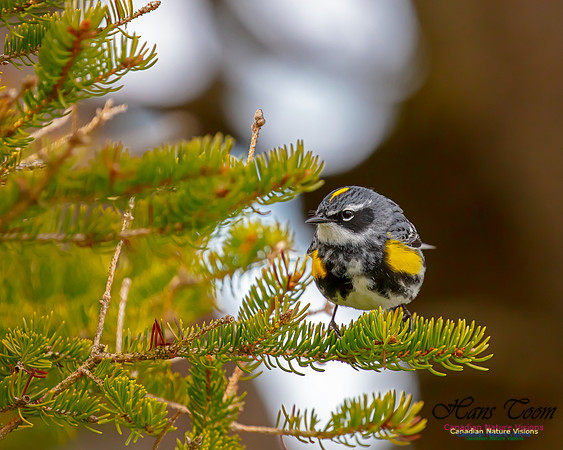 Yellow-rumped Warbler 31