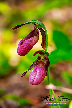 Pink Lady's Slipper Orchid 213
