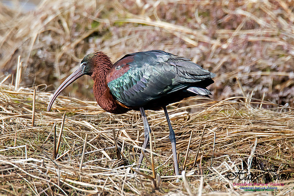 Glossy Ibis