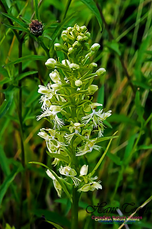 Ragged Fringed Orchid