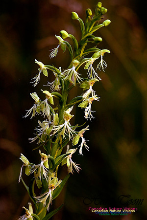 Ragged Fringed Orchid