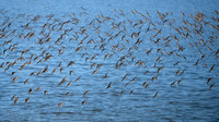 Evangeline Beach Peeps Aerial Display Part Three