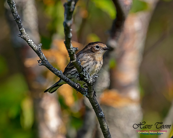 Yellow-rumped Warbler 201