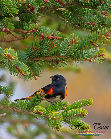 American Redstart 30
