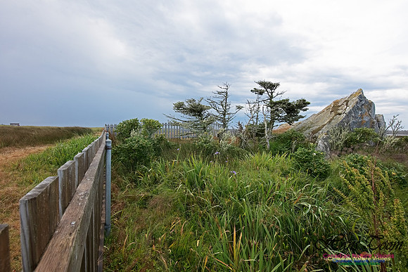 Cape Sable Forest 100