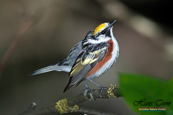 Chestnut-sided Warbler