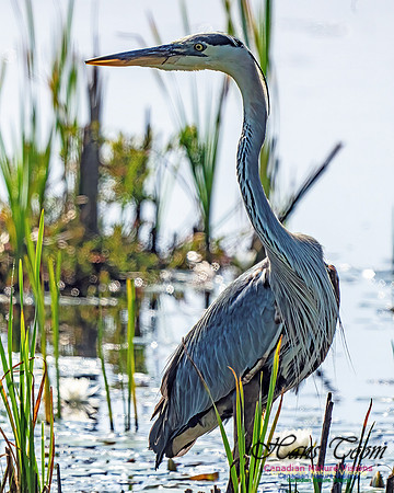 Great Blue Heron 708