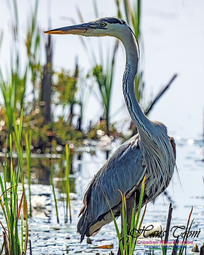 Great Blue Heron 708
