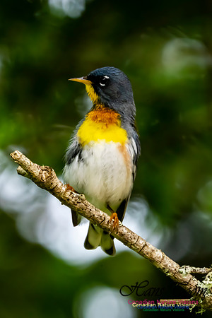 Northern Parula 1051
