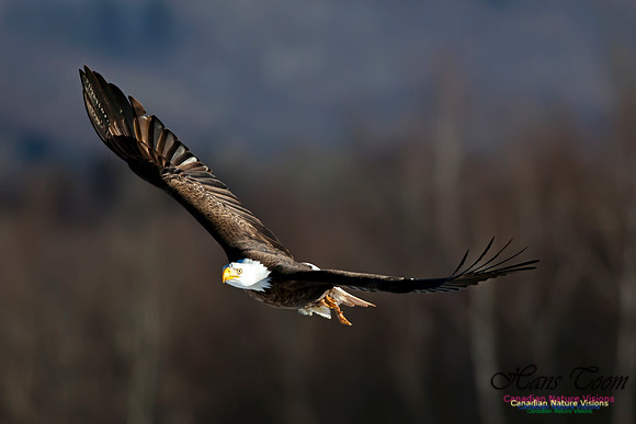 Bald Eagle