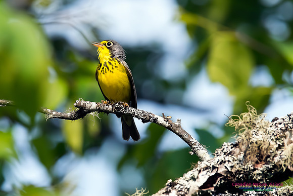 Canada Warbler