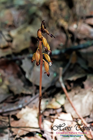 Coralroot