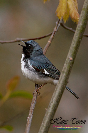 Black-throated Blue Warbler