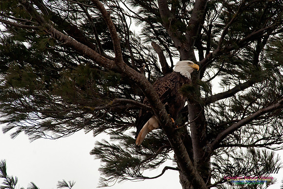 Bald Eagle