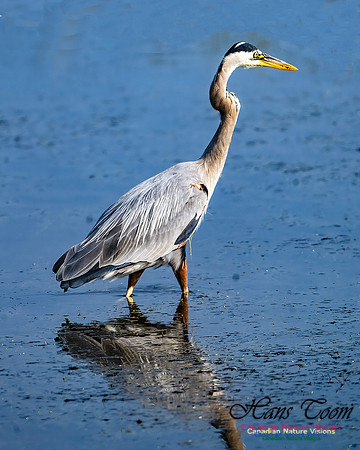 Great Blue Heron 901