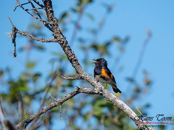 American Redstart 12