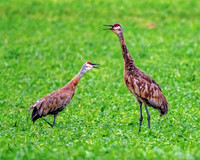 Sandhill Cranes