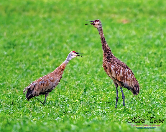 Sandhill Crane 455