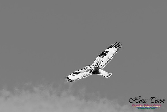 Rough-legged Hawk