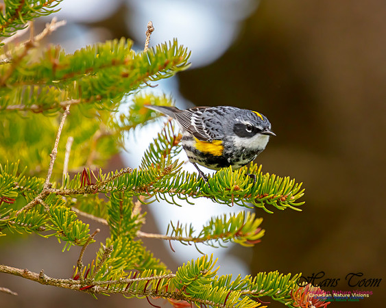 Yellow-rumped Warbler 32