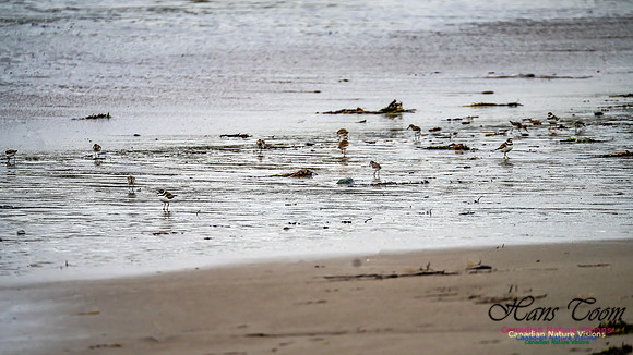 Shorebirds of Hurricane Erin 106