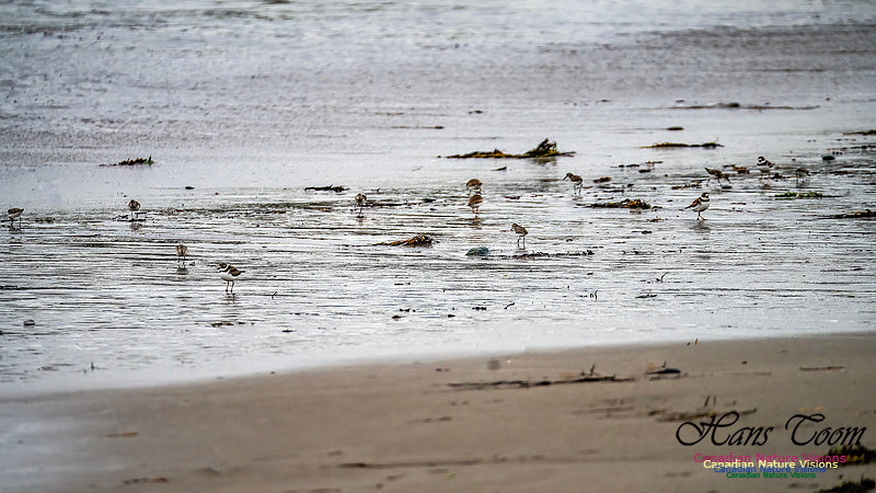 Shorebirds of Hurricane Erin 106