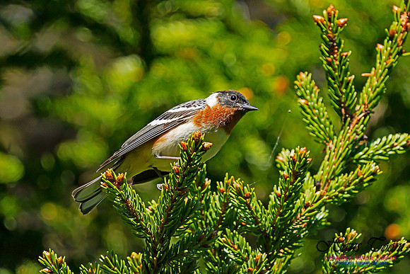 Bay-breasted Warbler 104