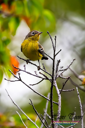 Magnolia Warbler 34