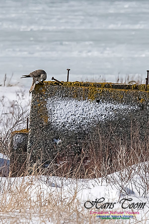 Eurasian Kestrel