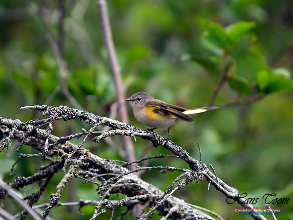 American Redstart 3
