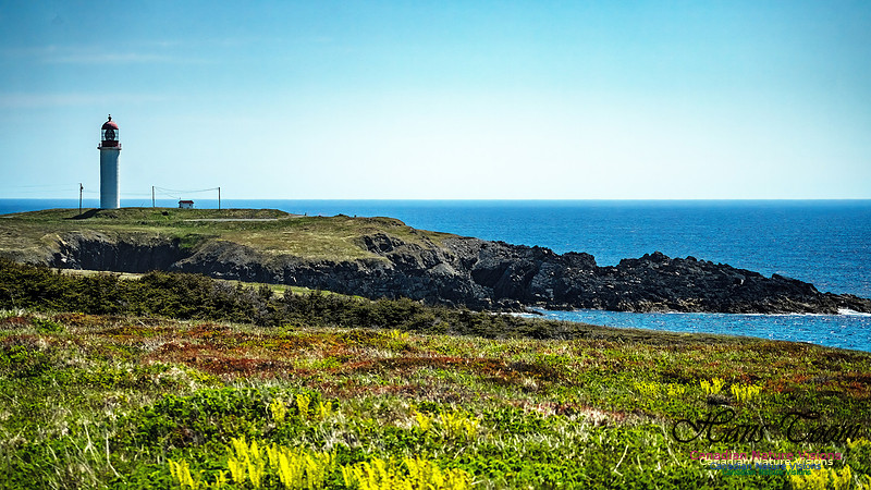 Cape Race 133