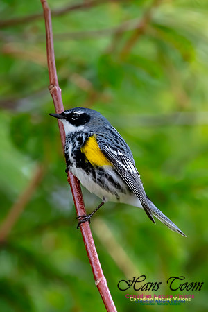 Yellow-rumped Warbler 2