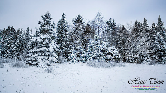 December Snow Scenes in Nova Scotia 115