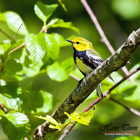 Black-throated Green Warbler 1