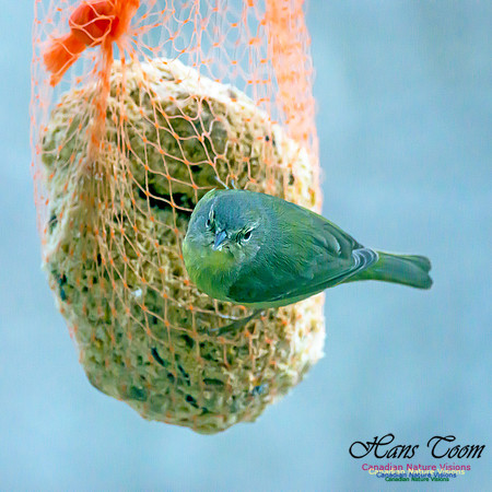 Orange-crowned Warbler 10