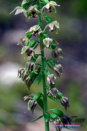 Heelleborine Orchid 201