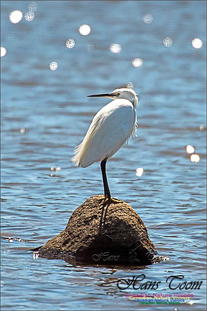 Little Egret