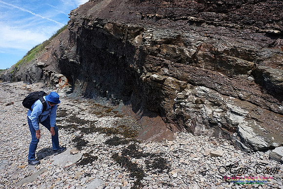 Joggins Fossil Cliffs 109