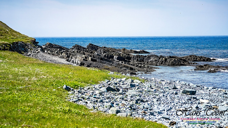 Cape Race 108