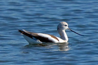 American Avocet