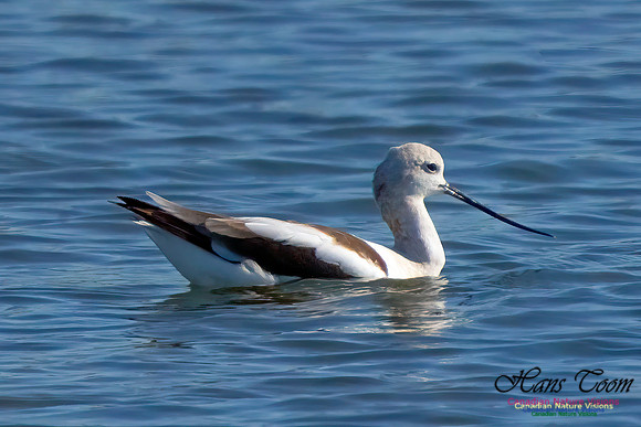 American Avocet 400