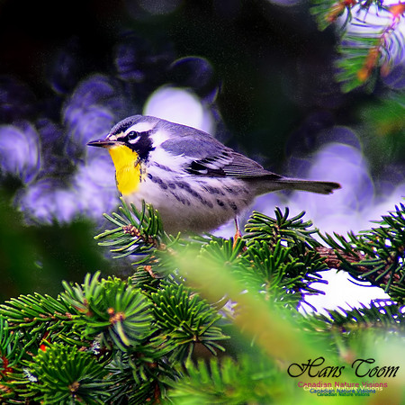 Yellow-throated Warbler 11